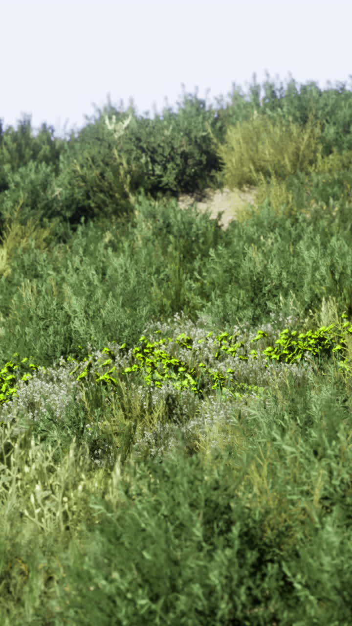 Dense greenery covering rolling hills in a serene landscape during daytime