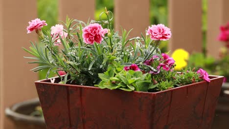 geraniums on deck on a rainy day showing wooden deck and planter with pink flowers and raindrops