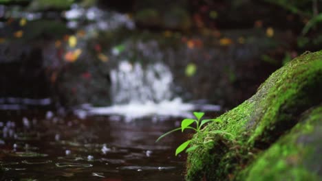 toma panorámica en el arroyo del río con cascada en cámara lenta en el fondo