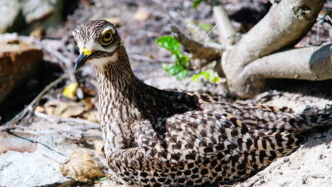 threatening calls and death stares from spotted thick-knee protecting sandy nest