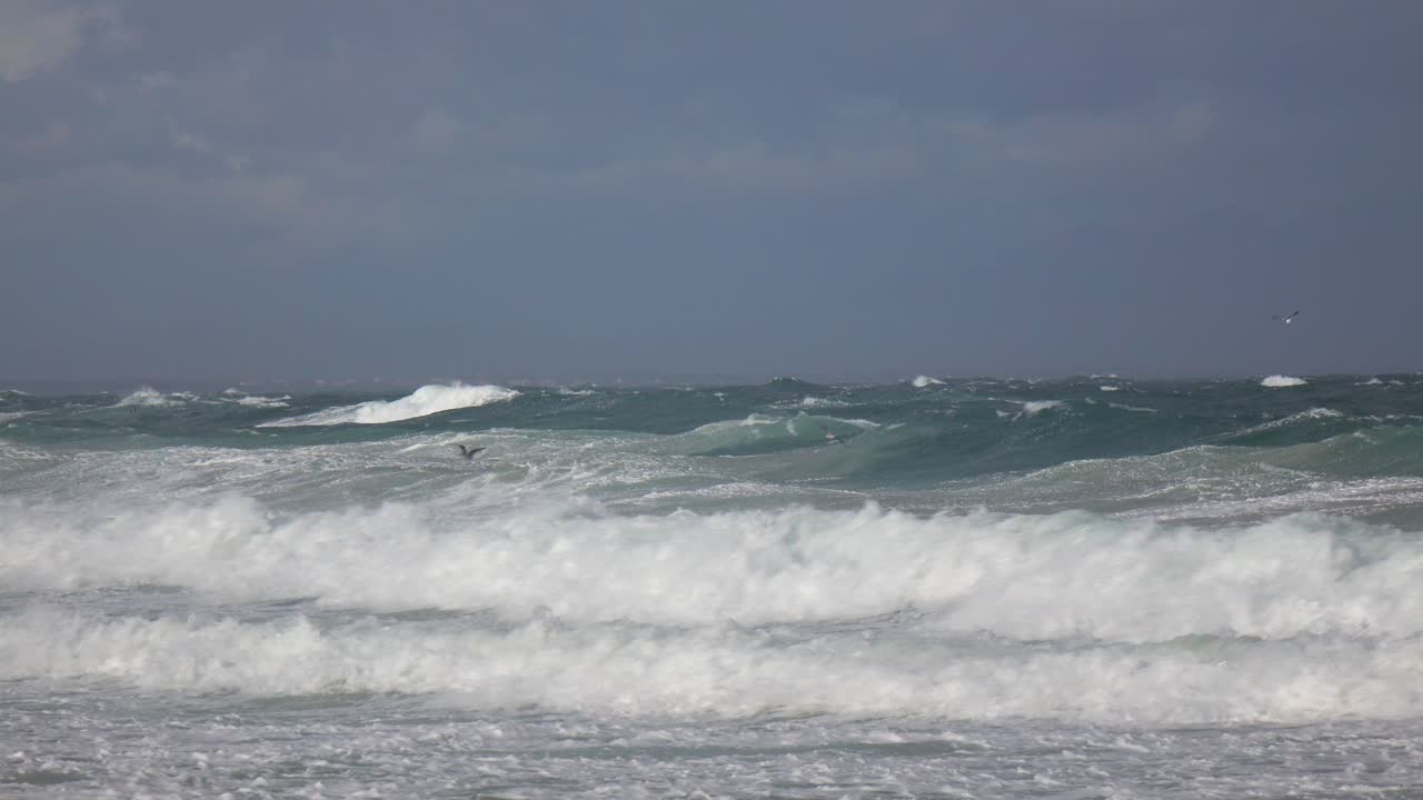 Seagulls flying above the waves