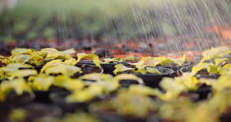 female gardener watering flowers seedlings 8