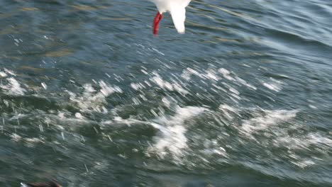 a duck and seagull scramble for food in water