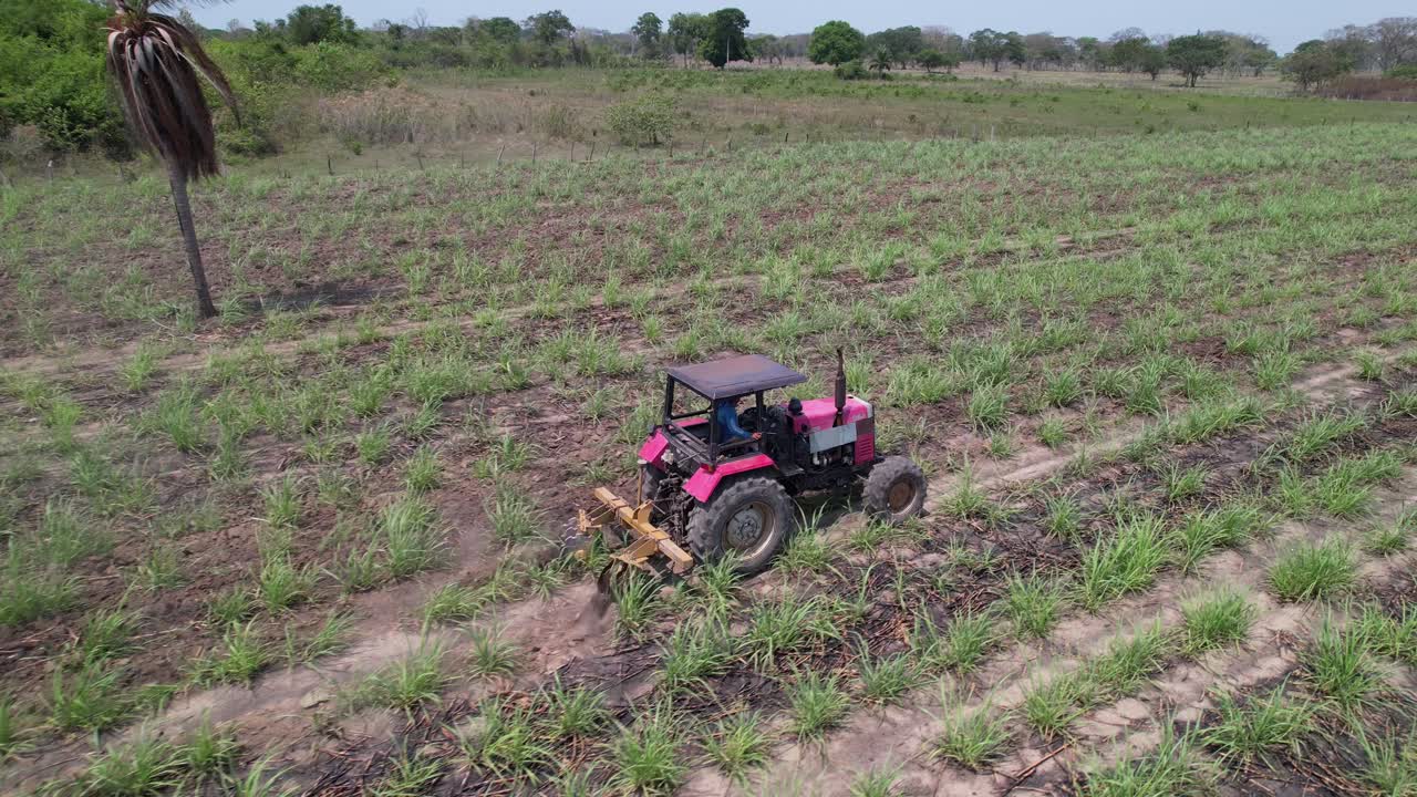Red tractor weeding rows of sugarcane on a sunny plantation field