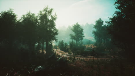 misty forest path at dawn