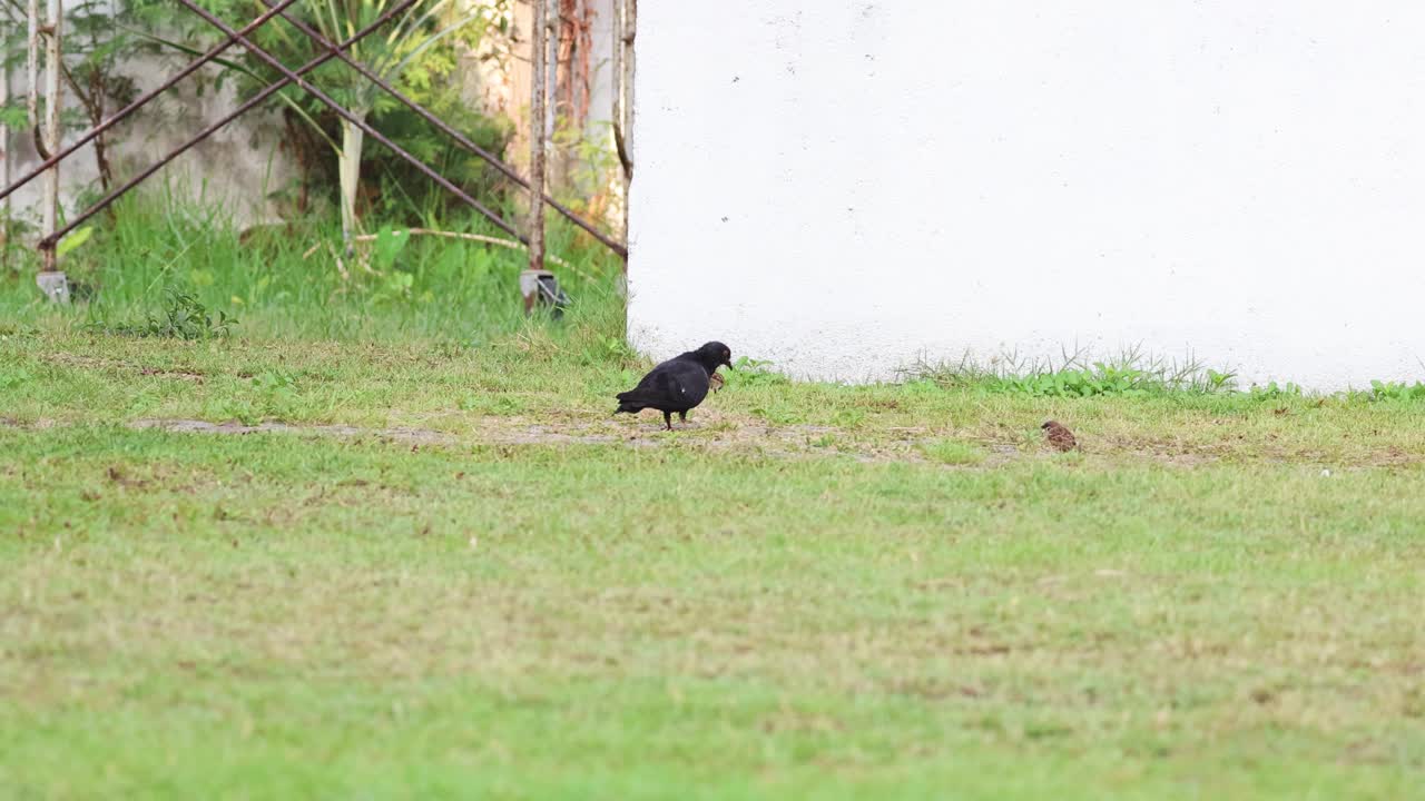 비둘기 들 이 잔디  에 상호 작용 하고 이동 하고 있다