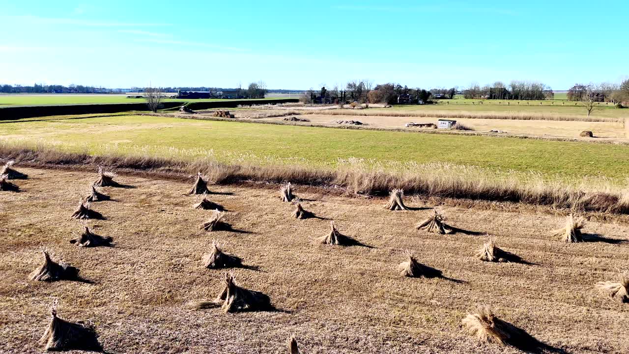 Drone view of bundles of reeds drying in the sun in the Netherlands