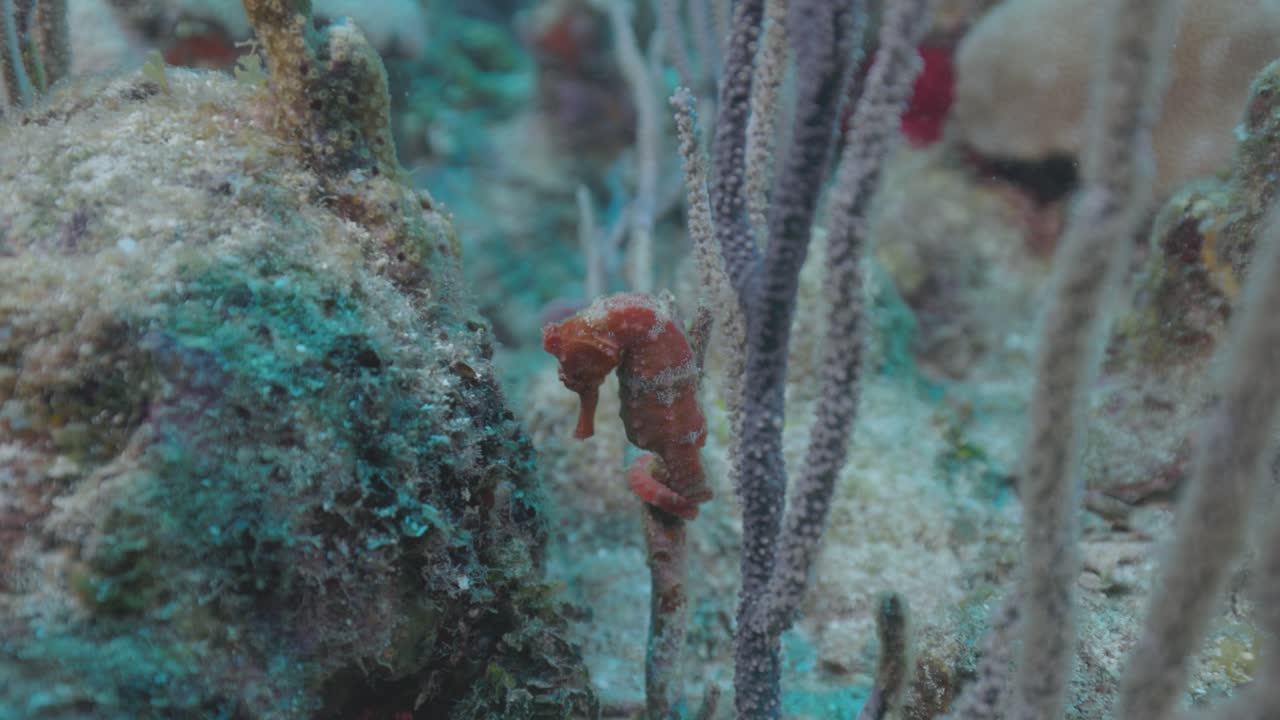 Seahorse Anchored to Coral on Reef in 4K 60 FPS