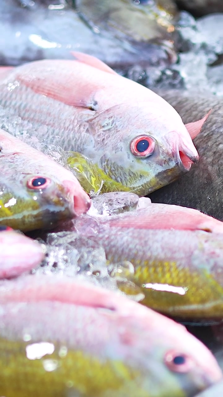 Colorful fish displayed on ice at market
