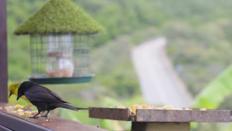 Birds-eating-their-breakfast-in-Wilderness,-South-Africa