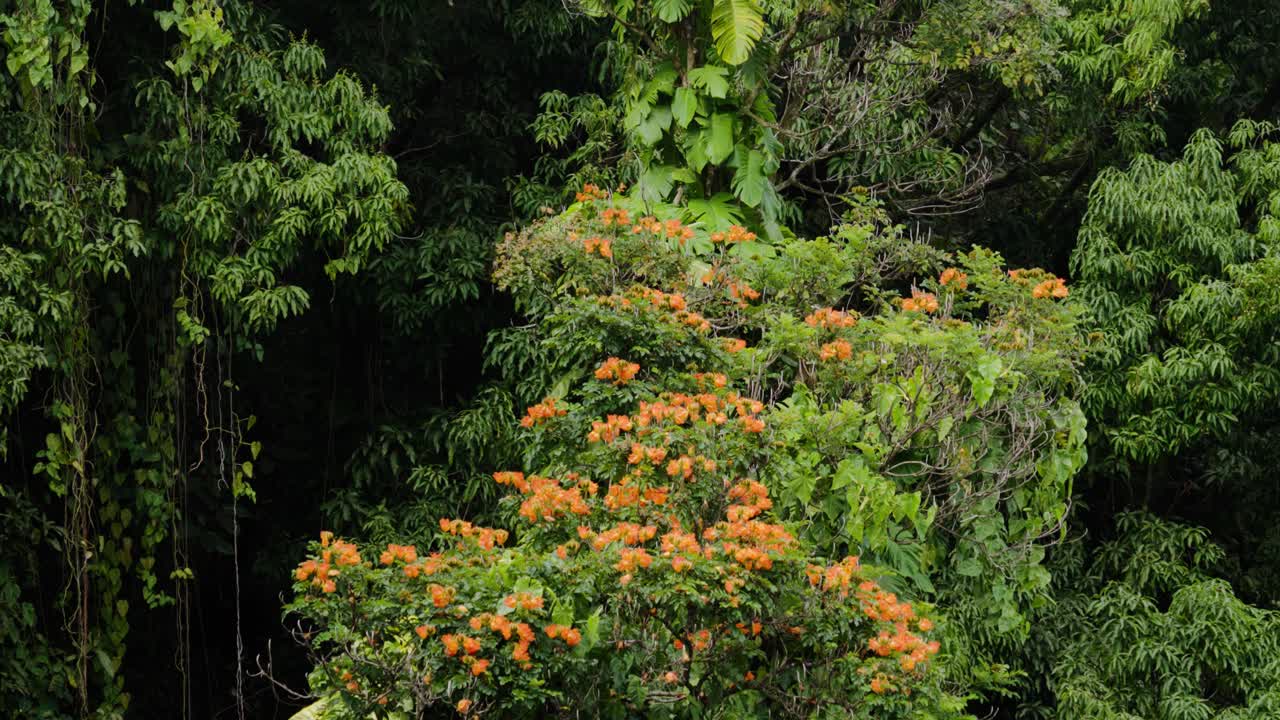 A striking display of vivid orange flowers emerges from dense green jungle foliage, creating a rich tapestry of color and texture in this lush and thriving tropical forest canopy.