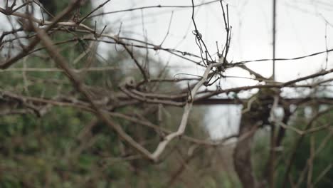 bare branches intertwining against soft backdrop