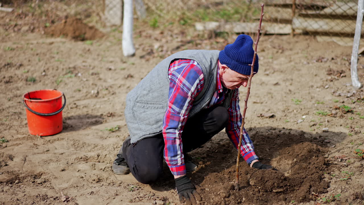 Male farmer raking the ground with his gloved hands around newly planted tree. Man steps on the soil around young apple tree.