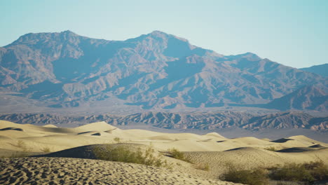 mesquite flat sand dunes with mountains in distant background