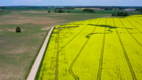 Flying-above-vibrant-yellow-rapeseed-plantation-with-dirt-road-aside,-Latvia