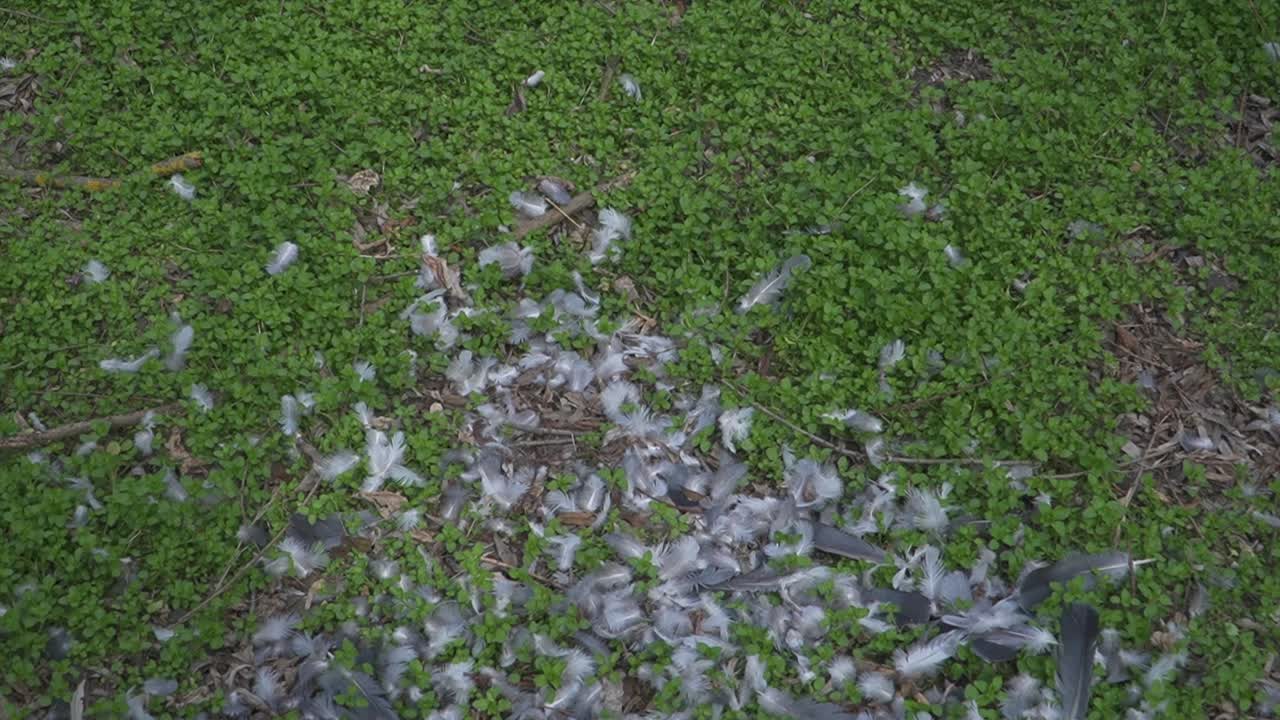 A dramatic close-up of bird feathers scattered over green vegetation, possibly evidence of a recent predator attack. Ideal for use in stories about wildlife and environmental observation
