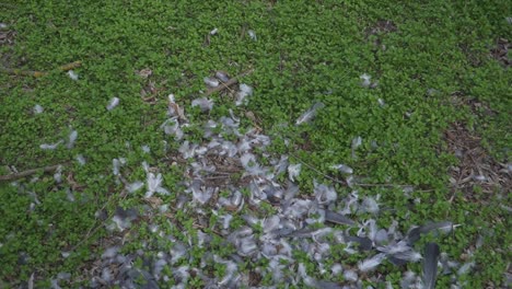 a dramatic close-up of bird feathers scattered over green vegetation, possibly evidence of a recent predator attack. ideal for use in stories about wildlife and environmental observation