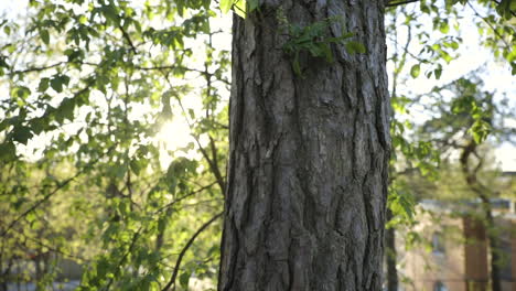 slide shot of trunk of pine tree and surrounding green leaves in forest