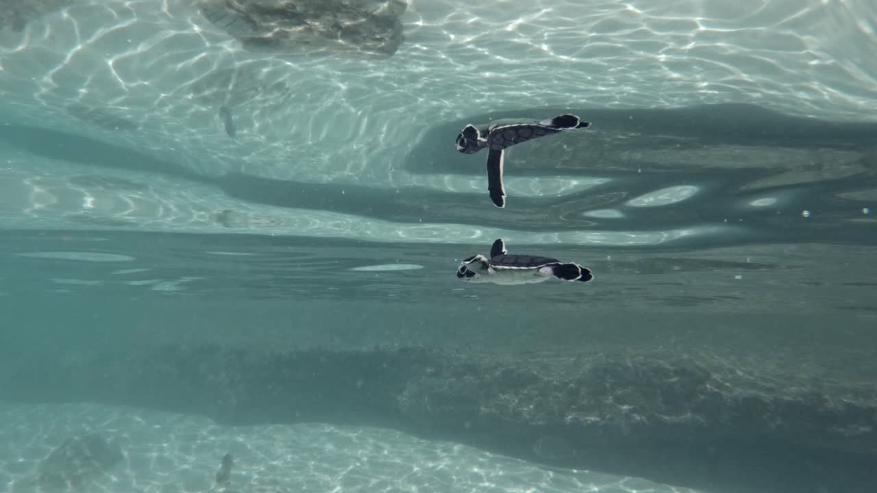 맑고 얕은 물에서 수영하는 귀여운 아기 거북 부화 -수중