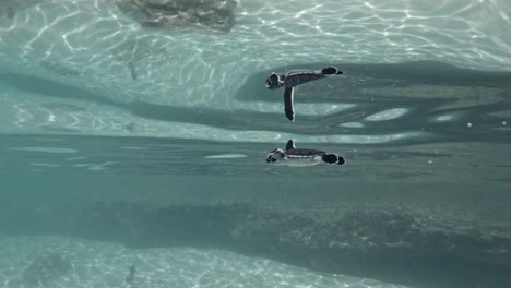 Cute-baby-turtle-hatchling-swimming-in-clear-shallow-water--Underwater