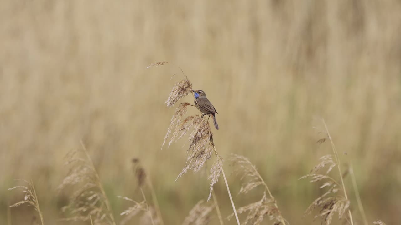 pájaros - bluethroat encaramado en el tallo de trigo vuela lejos, tiro ancho de cámara lenta