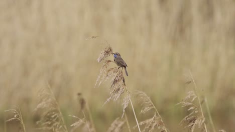 Vögel---Blaukehlchen-Auf-Weizenhalm-Fliegt-Davon,-Zeitlupe,-Weitwinkelaufnahme