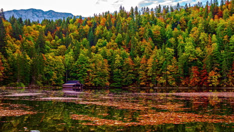 Time-lapse-of-autumn-leaves-floating-down-a-river-in-Austria