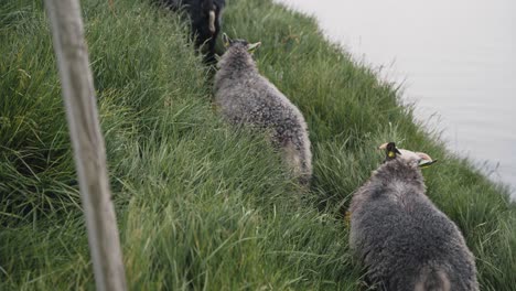 gray sheep flock walking on cliff side meadow in runde island, handheld view