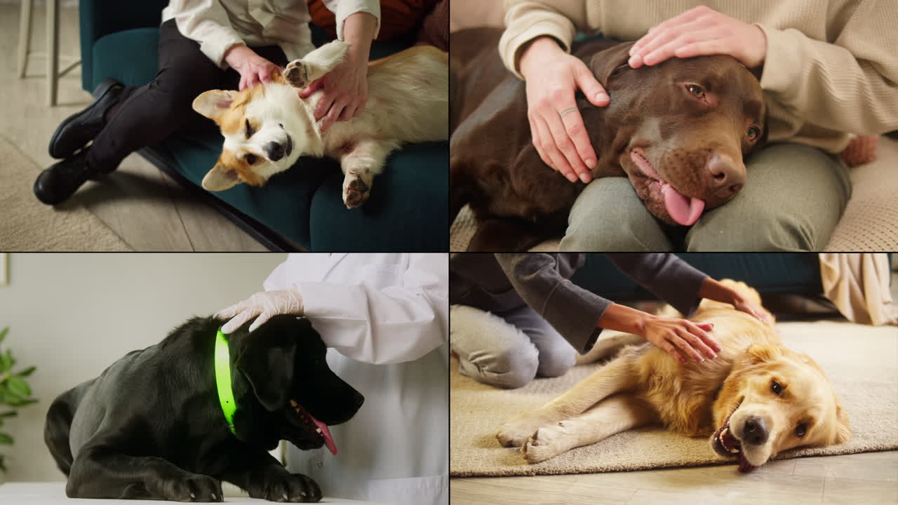 개와 사람 - 다양한 상호 작용