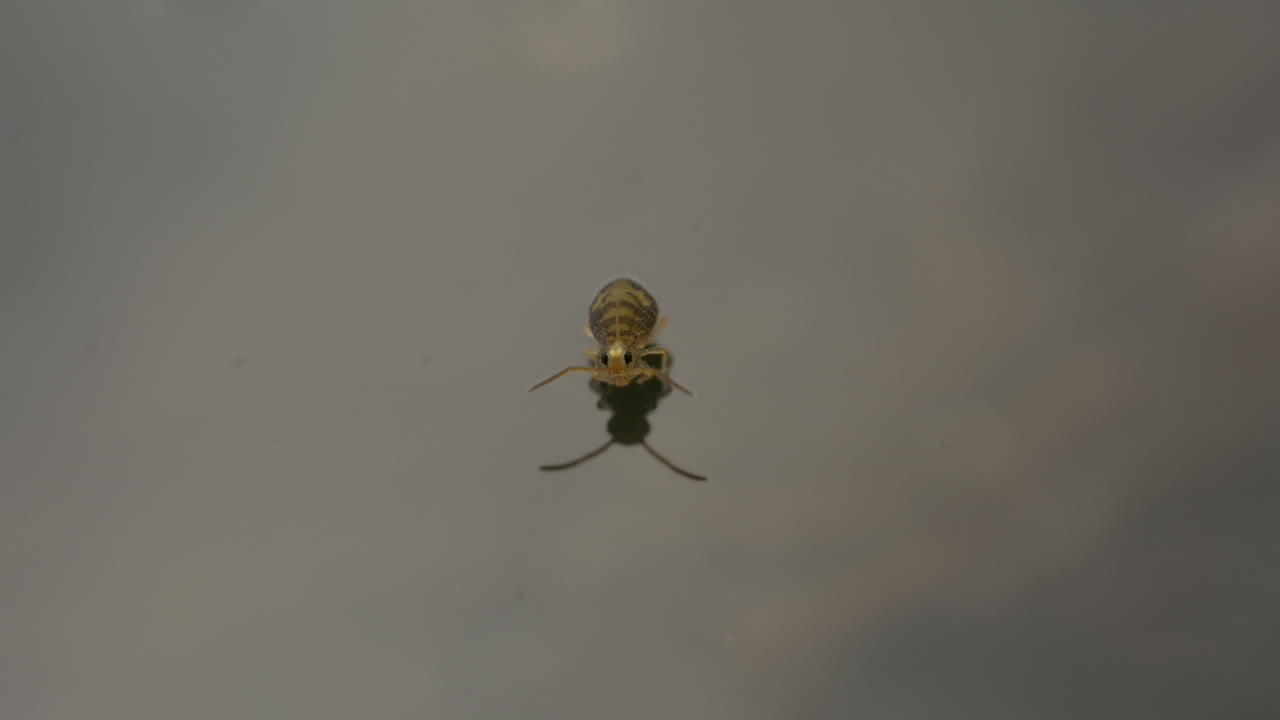 bonita cola de resorte globular que descansa en la tensión superficial del agua que sostiene a este animal muy pequeño