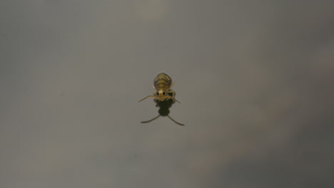 Cute-Globular-springtail-resting-on-surface-tension-of-the-water-which-holds-up-this-very-tiny-animal