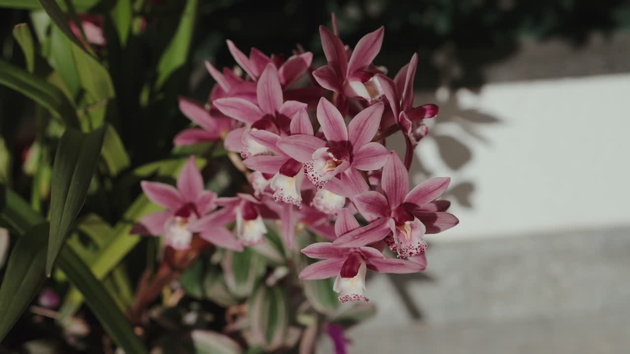 Gruppe von rosa Orchideenblüten mit roten Mitten, die an einer grünen Pflanze wachsen