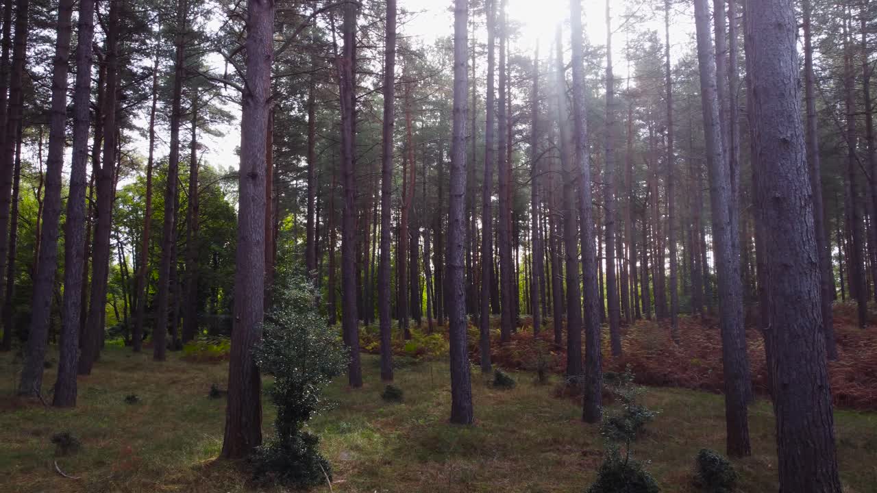 Person cycling through the forest, pan left