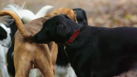 Schwarzer-Hund-Schnüffelt-Am-Hinteren-Ende-Und-Wedelt-Mit-Orangefarbenem-Hund,-Kommunikation-In-Zeitlupe