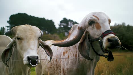 Two-grazing-cows-behind-wire-fence,-Hare-Krishna-valley,-AU