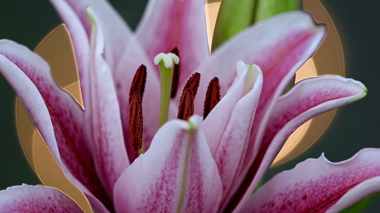 Close-up video of a pink lily with a bokeh background. The macro angle highlights petal texture