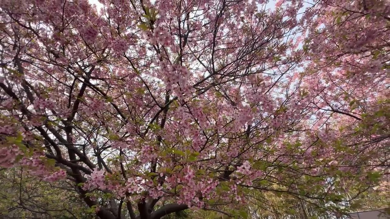Fiori di ciliegio Sakura in piena fioritura primaverile