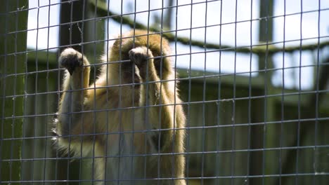 sad-monkey-by-himself-behind-cage-fence-holding-on-to-it-like-a-prisoner-having-deep-thoughts-about-life-being-alone-close-up-heart-breaking-scene-taken-away-from-his-family-depressed-hopeless