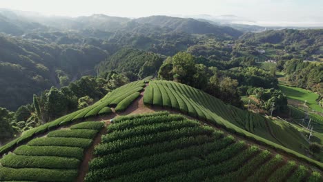 vistas aéreas de las plantaciones de té wazuka de kyoto: terrazas verdes panorámicas de uji y visión cultural