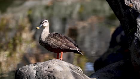 duck standing still and looking around