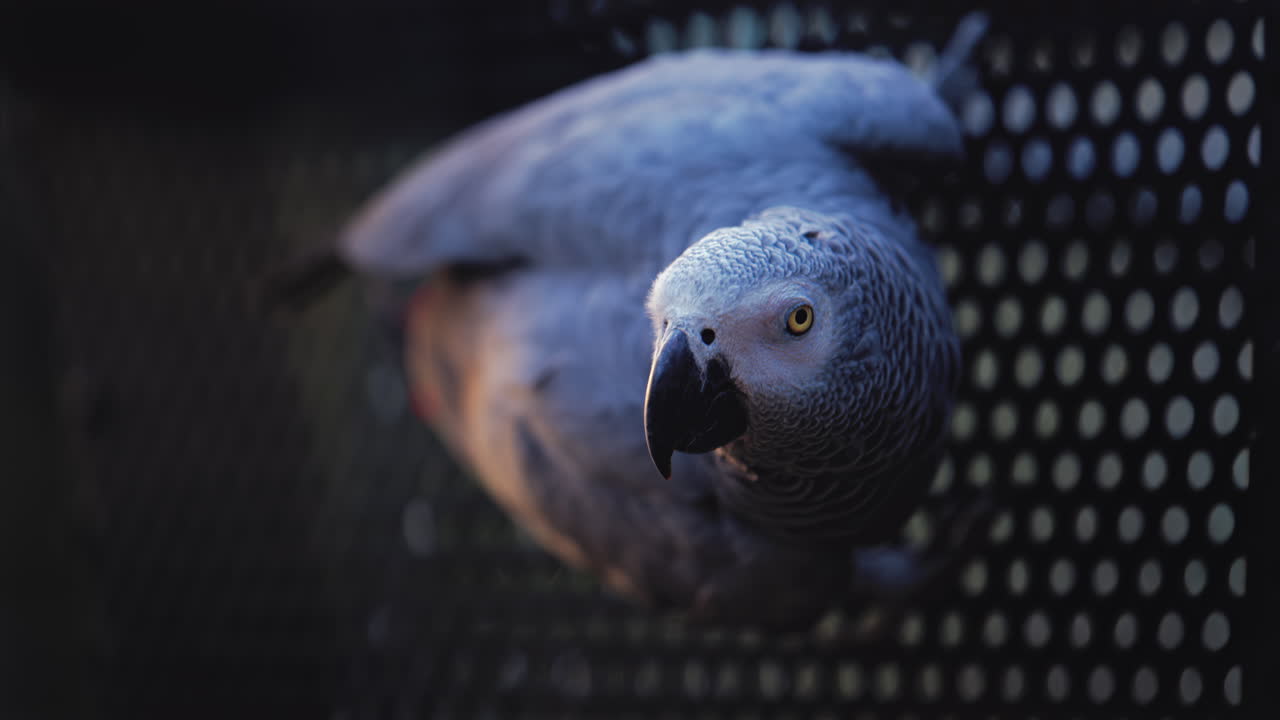 Close up of a grey parrot in a black cage at a zoo