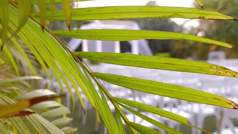 palm leaves blowing 4k video