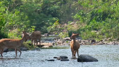 パノリア・エルディー (panolia eldii) はタイのハワイ・カ・カング野生動物保護区の川に生息する3匹の鹿の4k映像です