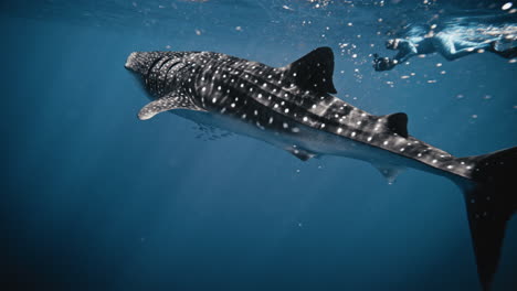 whale shark encounter