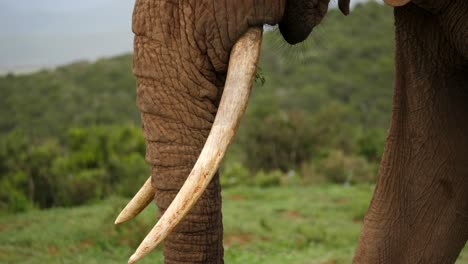 close up shot of the large tusks of a male african elephant as he feeds on the grasslands of addo park, port elizabeth, south africa