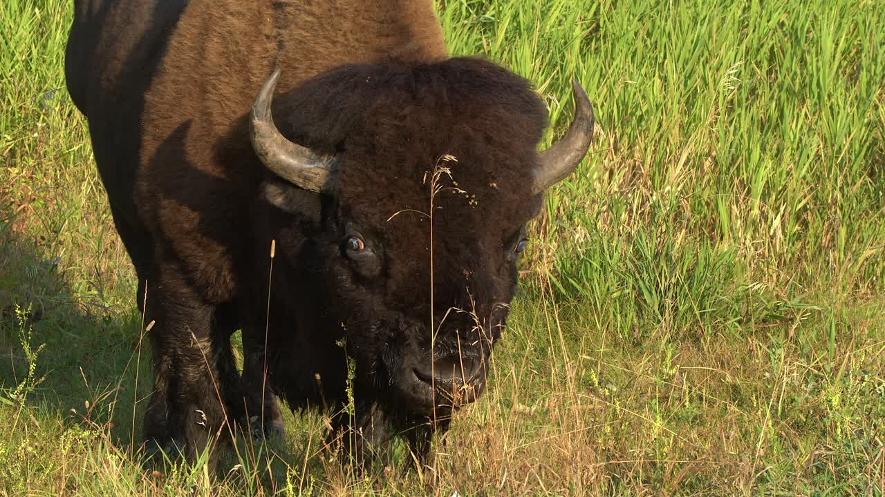 Large woolly bison with unique eyes looks at camera from eating grass