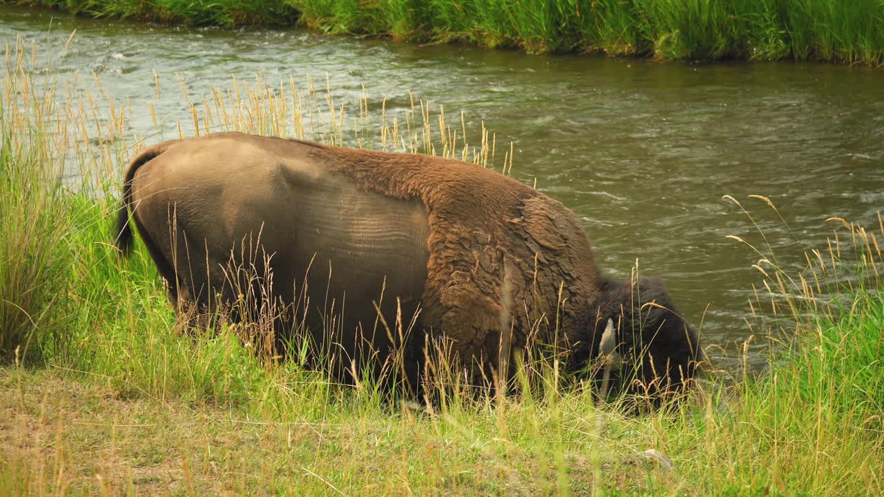 bisonte bebiendo agua del río que fluye rápido