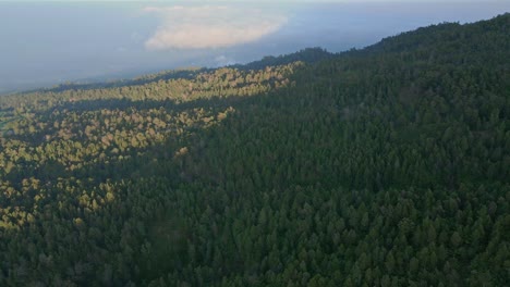 vista aérea del paisaje de bosques interminables en indonesia