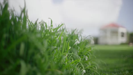 Gras,-Das-Im-Wind-Auf-Dem-Graspavillon-In-Der-Ferne-Schwingt