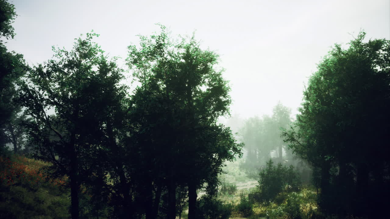Misty forest landscape with tall trees and soft light during morning hours